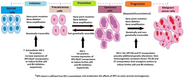 hpv cancer progression